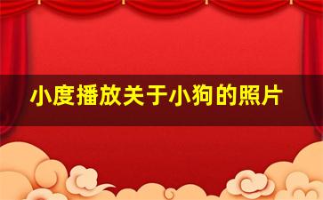 小度播放关于小狗的照片