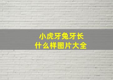 小虎牙兔牙长什么样图片大全