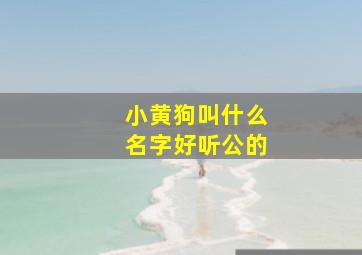 小黄狗叫什么名字好听公的