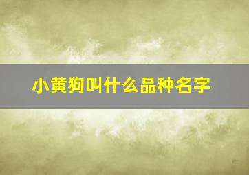 小黄狗叫什么品种名字