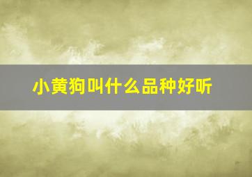 小黄狗叫什么品种好听