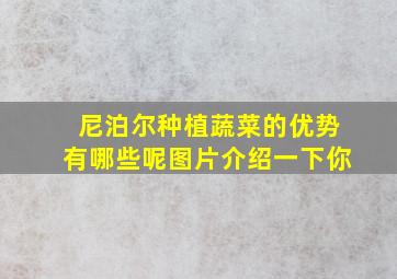 尼泊尔种植蔬菜的优势有哪些呢图片介绍一下你