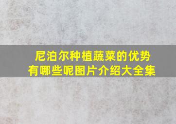 尼泊尔种植蔬菜的优势有哪些呢图片介绍大全集