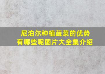 尼泊尔种植蔬菜的优势有哪些呢图片大全集介绍