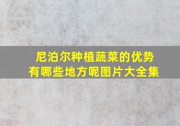 尼泊尔种植蔬菜的优势有哪些地方呢图片大全集