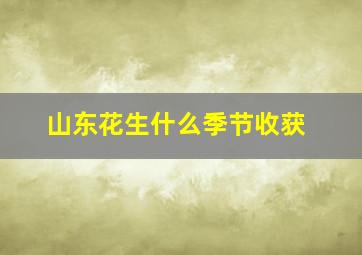 山东花生什么季节收获