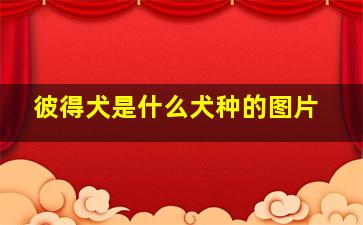 彼得犬是什么犬种的图片