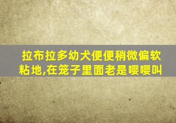 拉布拉多幼犬便便稍微偏软粘地,在笼子里面老是嘤嘤叫