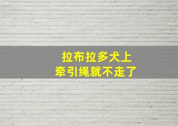 拉布拉多犬上牵引绳就不走了