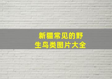 新疆常见的野生鸟类图片大全