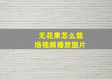 无花果怎么栽培视频播放图片