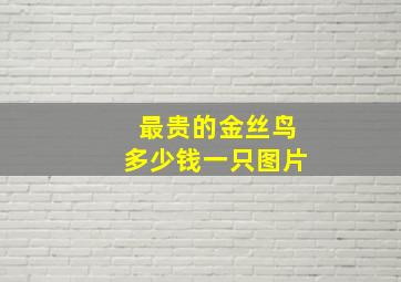 最贵的金丝鸟多少钱一只图片