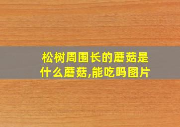 松树周围长的蘑菇是什么蘑菇,能吃吗图片