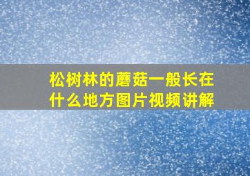 松树林的蘑菇一般长在什么地方图片视频讲解