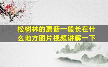 松树林的蘑菇一般长在什么地方图片视频讲解一下