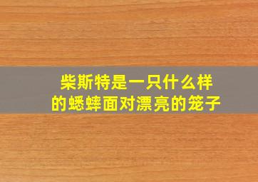 柴斯特是一只什么样的蟋蟀面对漂亮的笼子