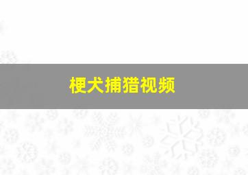 梗犬捕猎视频