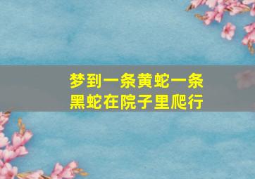 梦到一条黄蛇一条黑蛇在院子里爬行