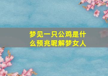 梦见一只公鸡是什么预兆呢解梦女人