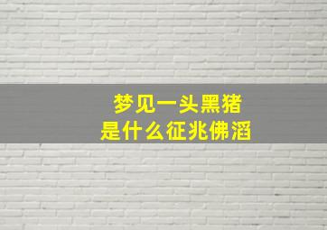 梦见一头黑猪是什么征兆佛滔