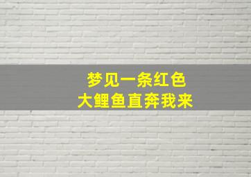 梦见一条红色大鲤鱼直奔我来