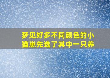 梦见好多不同颜色的小猫崽先选了其中一只养