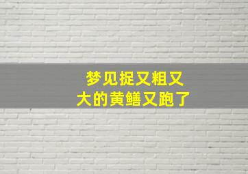 梦见捉又粗又大的黄鳝又跑了