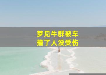 梦见牛群被车撞了人没受伤