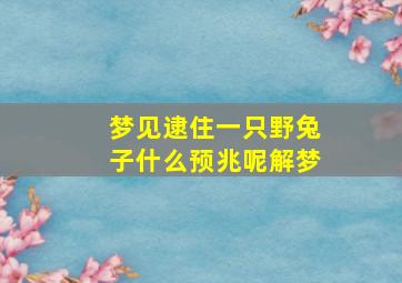 梦见逮住一只野兔子什么预兆呢解梦