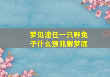 梦见逮住一只野兔子什么预兆解梦呢