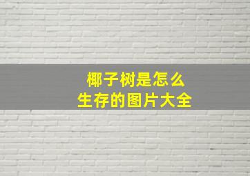 椰子树是怎么生存的图片大全