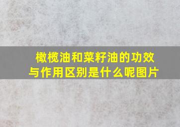 橄榄油和菜籽油的功效与作用区别是什么呢图片