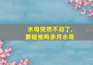 水母突然不动了,要碰他吗赤月水母