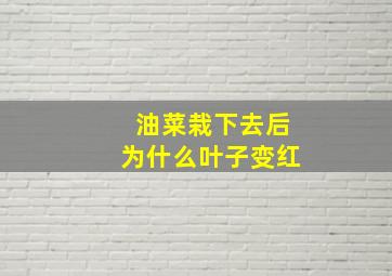 油菜栽下去后为什么叶子变红