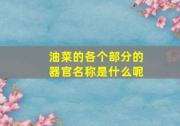 油菜的各个部分的器官名称是什么呢