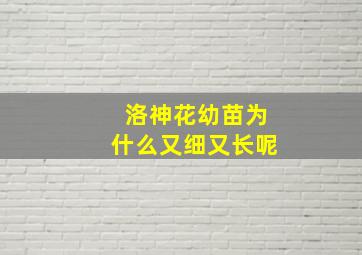 洛神花幼苗为什么又细又长呢