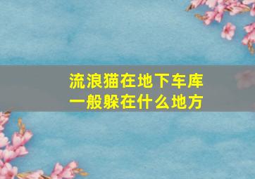 流浪猫在地下车库一般躲在什么地方