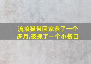 流浪猫带回家养了一个多月,被抓了一个小伤口