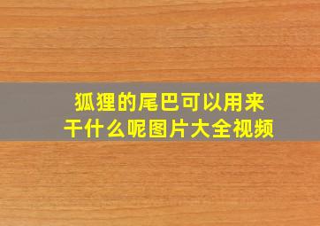 狐狸的尾巴可以用来干什么呢图片大全视频