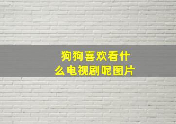 狗狗喜欢看什么电视剧呢图片