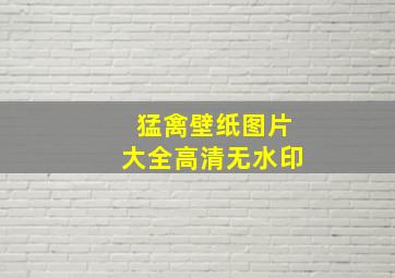 猛禽壁纸图片大全高清无水印