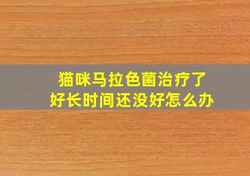 猫咪马拉色菌治疗了好长时间还没好怎么办