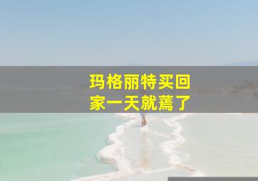 玛格丽特买回家一天就蔫了