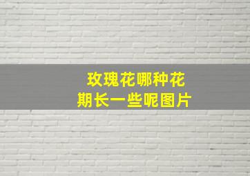 玫瑰花哪种花期长一些呢图片