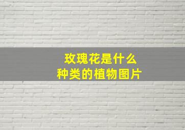 玫瑰花是什么种类的植物图片