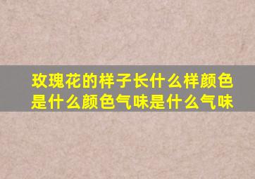 玫瑰花的样子长什么样颜色是什么颜色气味是什么气味