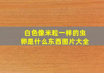 白色像米粒一样的虫卵是什么东西图片大全