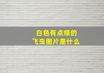 白色有点绿的飞虫图片是什么