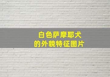 白色萨摩耶犬的外貌特征图片