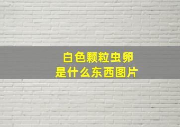 白色颗粒虫卵是什么东西图片